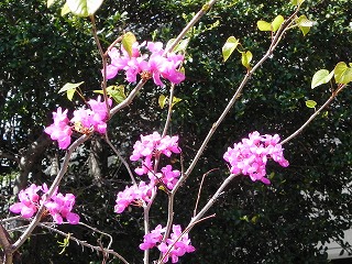 s-20220412 flowerinmygarden.jpg